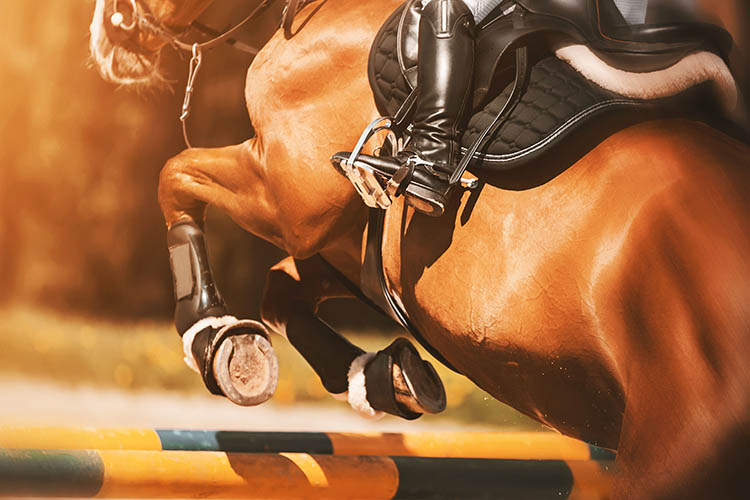 Équitation/Formation pro en selle Bazainville